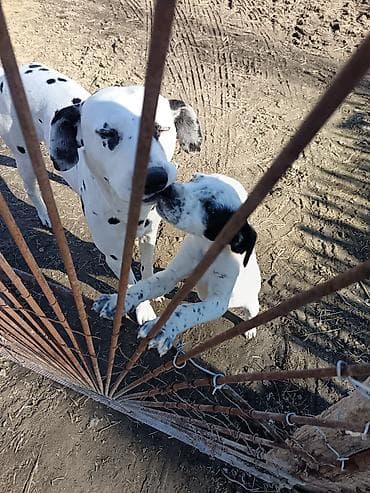 Gəmiricilər: Dalmatin — 4