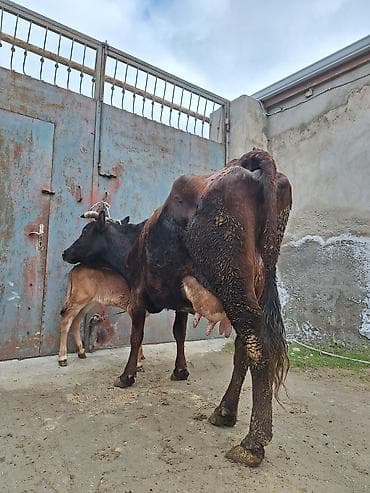 Животные: 14 litir süd verir 4 qarına doğub 25 gündü doğub balası dişdi — 4