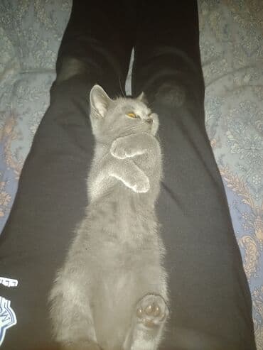 sarı pişik: Şotland, Dişi, Yaxşı əllərə, Ünvandan götürmə — 2