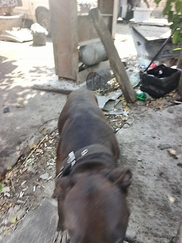 avcarka satisi: 2 il, Dişi — 1
