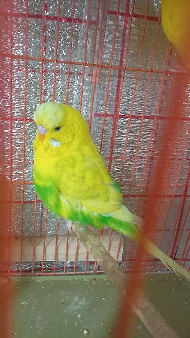 hinduşqa balaları: Hər ikisi çexdir və öz quşlarımın balasıdır birinci şəkildəki 2 aylıq — 2