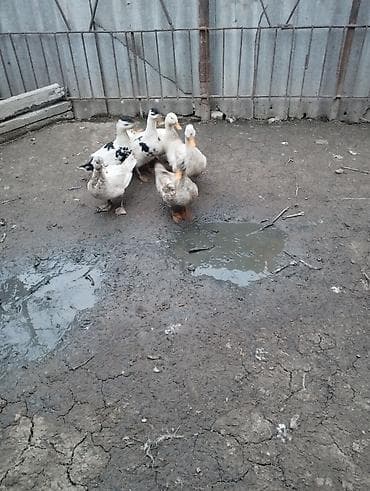 Heyvanlar üçün mallar: 6 ədəd ördəklər satılır.biri lal ördekdi qalanları yerli.tək tək biri — 4