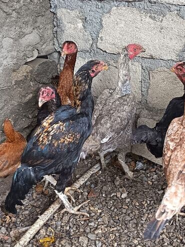 Heyratı beçə və fərə. Cinsinə qanına tam cavabdehəm. Allah hamının lalafo.az -da Heyratı beçə və fərə. Cinsinə qanına tam cavabdehəm. Allah hamının