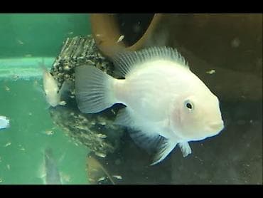 ucuz akvarium baliqlari: Ace nigara 1-2sm 1azn Limonnik 1-2sm 1azn fire fish 1-2sm 1azn — 5