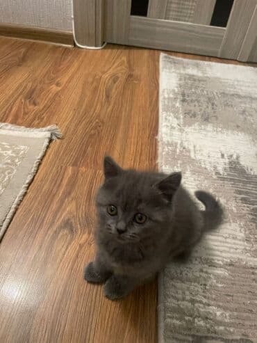 Gəmiricilər: Britan — 4