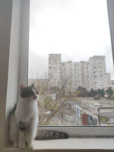 Dişi, Yaxşı əllərə