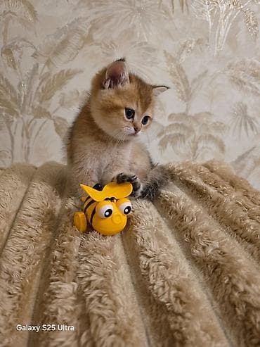 pişik geyimleri: Britan — 3