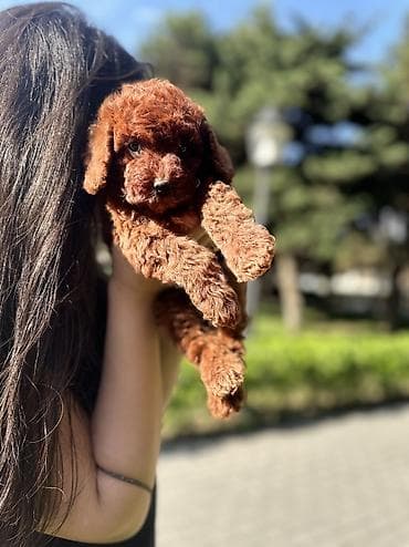 heyvan it: Pudel, 2 ay, Dişi, Peyvəndli, Ünvandan götürmə — 7