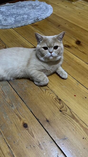 Britan, Yaxşı əllərə lalafo.az -da Britan, Yaxşı əllərə