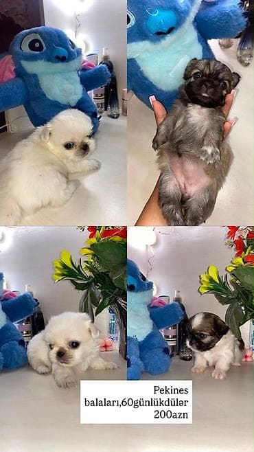 limon ağacı: Pekines balaları – 60 günlük. Sevimli, xırda ölçülü, uzun tüklü və — 1