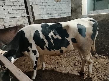 pişik dişi: Salam aleykum kəsimə yarıyır 250 260 kq eti olar — 1
