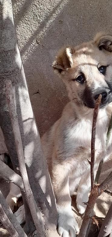 bakida it barinagi: Balaca, mehriban balaca it balası - Cins: qarışıq (orta–iri ölçülü — 2