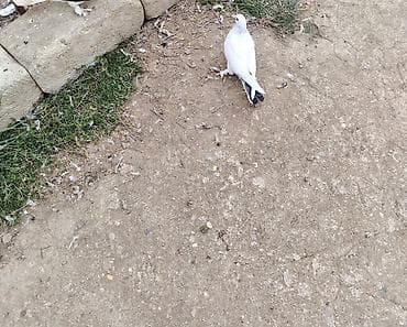 haski it adlari: Cins göyərçinlər – ayaqları lələkli, müxtəlif rəng çeşidlərində — 4