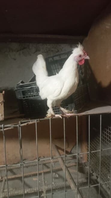 Inəklər, öküzlər: Yaponka xoruzu 15 azn — 3