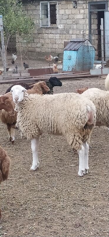 1ədədd temiz qala qoçu 14əddəd 9qoyun 5quzu Çoxsu boğazdır 1ri bu gün