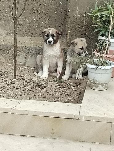 alman itləri: Temmiz Qan Qurdbasar kucukidi Erkekdi Qiymet sondu — 2
