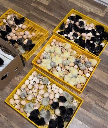 Cücələr: Toyuq cücələri, Damazlıq — 1