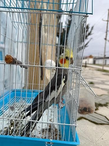 Satılır 40 manat qefesle tecili erkey Barterde var lalafo.az -da — 1 Satılır 40 manat qefesle tecili erkey Barterde var — 1