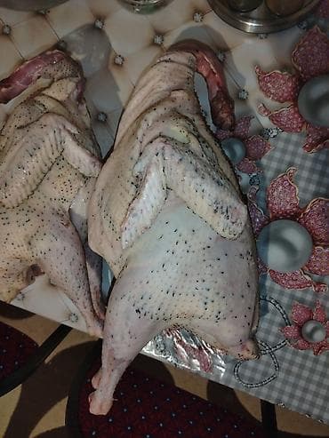 herati xoruz satisi: Dişi, Kanada, Damazlıq, Ödənişli çatdırılma — 4