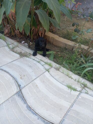 купить щенка кане корсо: Кокер спаниель, 3 месяца, Самец, Самовывоз — 7