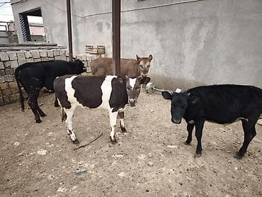 Dana, buzov, Dişi, Holsteyn, Simental, ay: 1, Damazlıq, Südlük, Ödənişli çatdırılma, Ünvandan götürmə