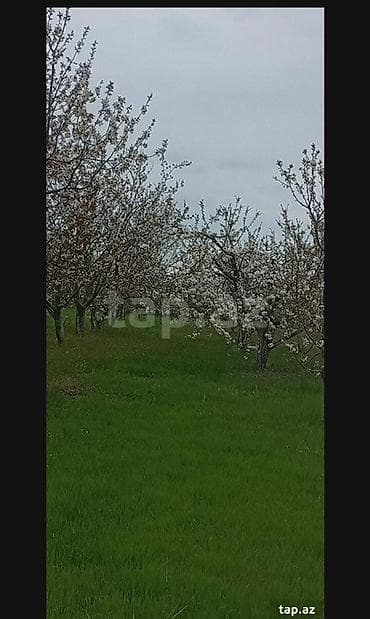 bine qesebesinde ev: Kənd təsərrüfatı, Makler, Kupça (Çıxarış) — 3
