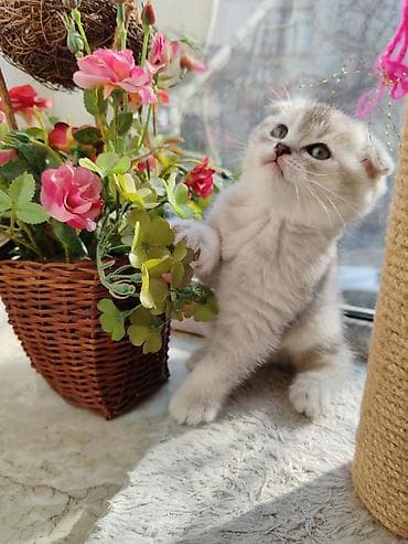 hamster satış: Şinşilla, Dişi, Yaxşı əllərə, Ünvandan götürmə — 2