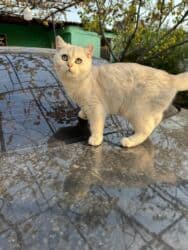 pişik erkek: Britan, Erkək — 3