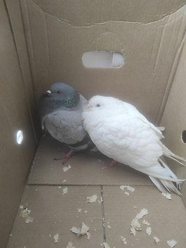 2 ədəd göyərçin satılır. Çöldə tapmışıq, hazırda baxımlıdır