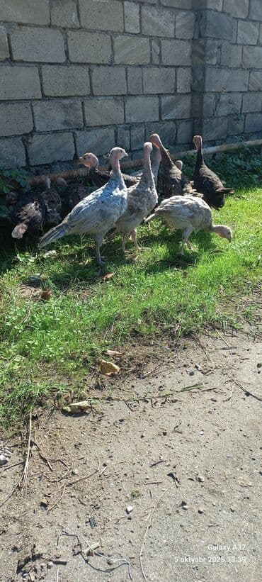 ingilis setter it cinsinin digər adı: Erkək, Damazlıq — 8