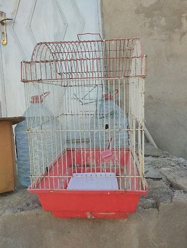 dövsan: Quş qəfəsləri – müxtəlif ölçülərdə və rənglərdə Təsvir: - Dörd ədəd — 1