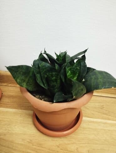 şirin heyvan şəkilləri: Sansevieria gülü — 2