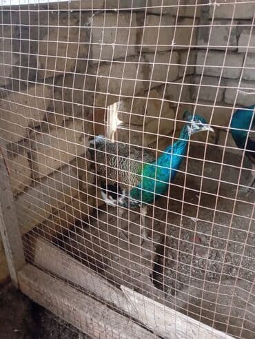 pişik satışı bakı: Məhsul: Tavus quşu (erkək) Yaş: 8 aylıq Rəng: Parlaq mavi-yaşıl — 3