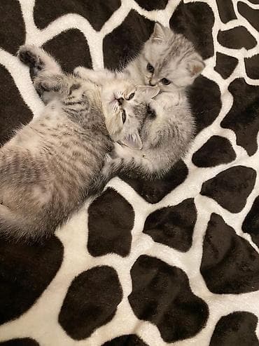 pişik qara: Britan — 6