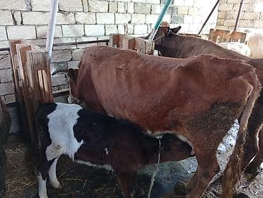 sudluk inəklər: Salam aleykum qirmizi iney simental melezidir yanindaki bala 4 cu — 2