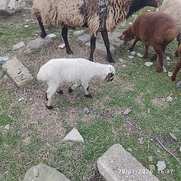 bala pitbul: Ana bala. bala disidi sağlam heyvanlar dir — 2