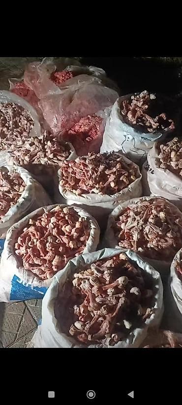 Süd məhsulları və yumurtalar: 0.20 qəpik kilosu itlər və pişiklər ücün yem itlər kücüklər kucuy it — 2