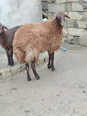 tatarlar qoyunu: Satlır 1 ci qarnına dişi bala iıe — 1