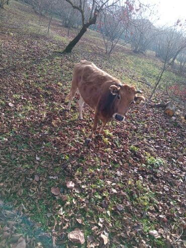 pişik satışı ucuz: Iki dogan. qisir inek satilir — 2