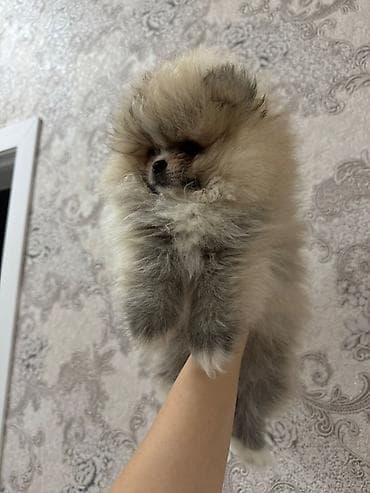 pişik tap az: British Shorthair və Scottish Fold balaları - Cins: British Shorthair — 4