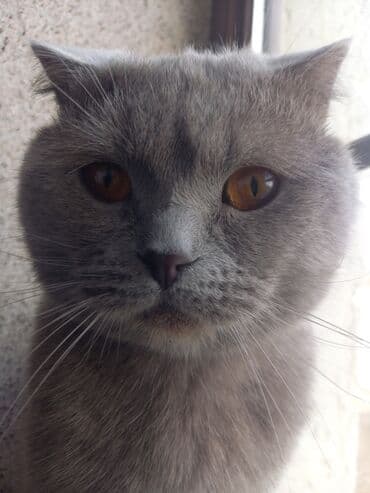 Gəmiricilər: Şotland yastı qulaq, Erkək, Cütləşmə üçün — 3