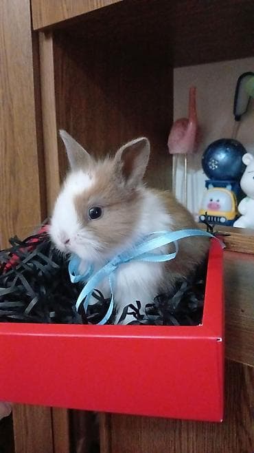 Mini dekorativ dovşan balaları - Növ: dekorativ/mini pet dovşan - — 5