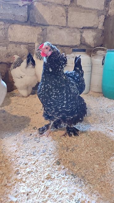 broyler toyuqlari: Toyuq, Brama, Damazlıq, Ünvandan götürmə — 2