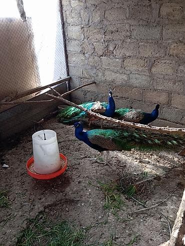 qus iran: Tovuzquşu satılır.erkək 2-3yaşında.Qiyməti razılaşma yolu — 3