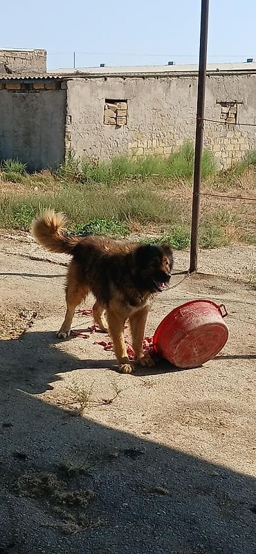 xarici it adlari: Qurdbasar, 2 il, Erkek — 5