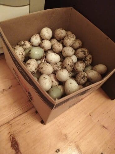 Süd məhsulları və yumurtalar: Şəkildəki heyvanların yumurtaları satılır yaşılbaş kayuqa Pekin — 2