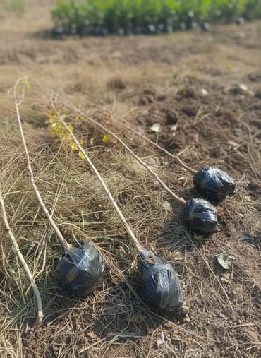 demirin kilosu qiymeti: Məhsul: Meyvə ağacı tingləri Təsvir: - Şəkillərdə müxtəlif meyvə — 1