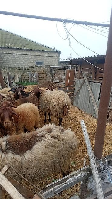 Erkək, Qala, il: 1, 40 kq, Ətlik