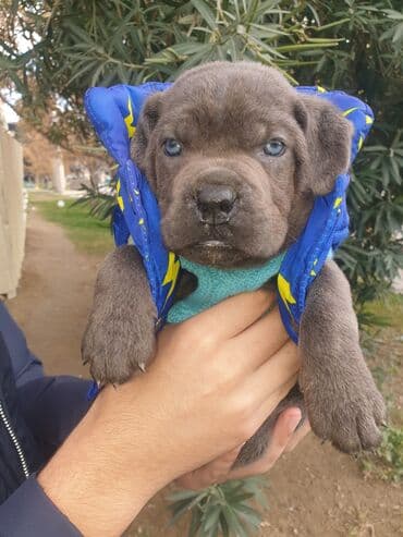 Gəmiricilər: Kane-Korso, Peyvəndli — 3