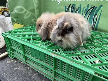 dovsan balasi: Minidovşan balaları – müxtəlif rəng və növlər - Sevimli dekorativ — 1